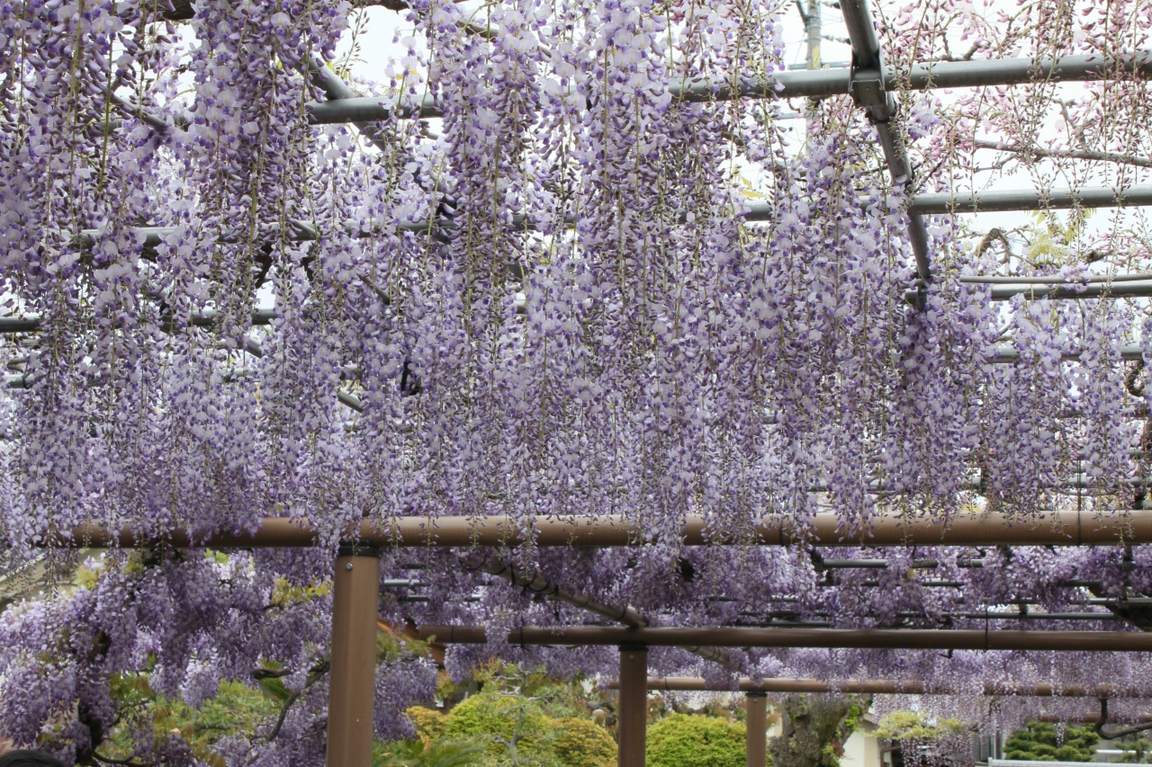 江南藤まつり 岩倉 江南 愛知県 の旅行記 ブログ By Kumiさん フォートラベル