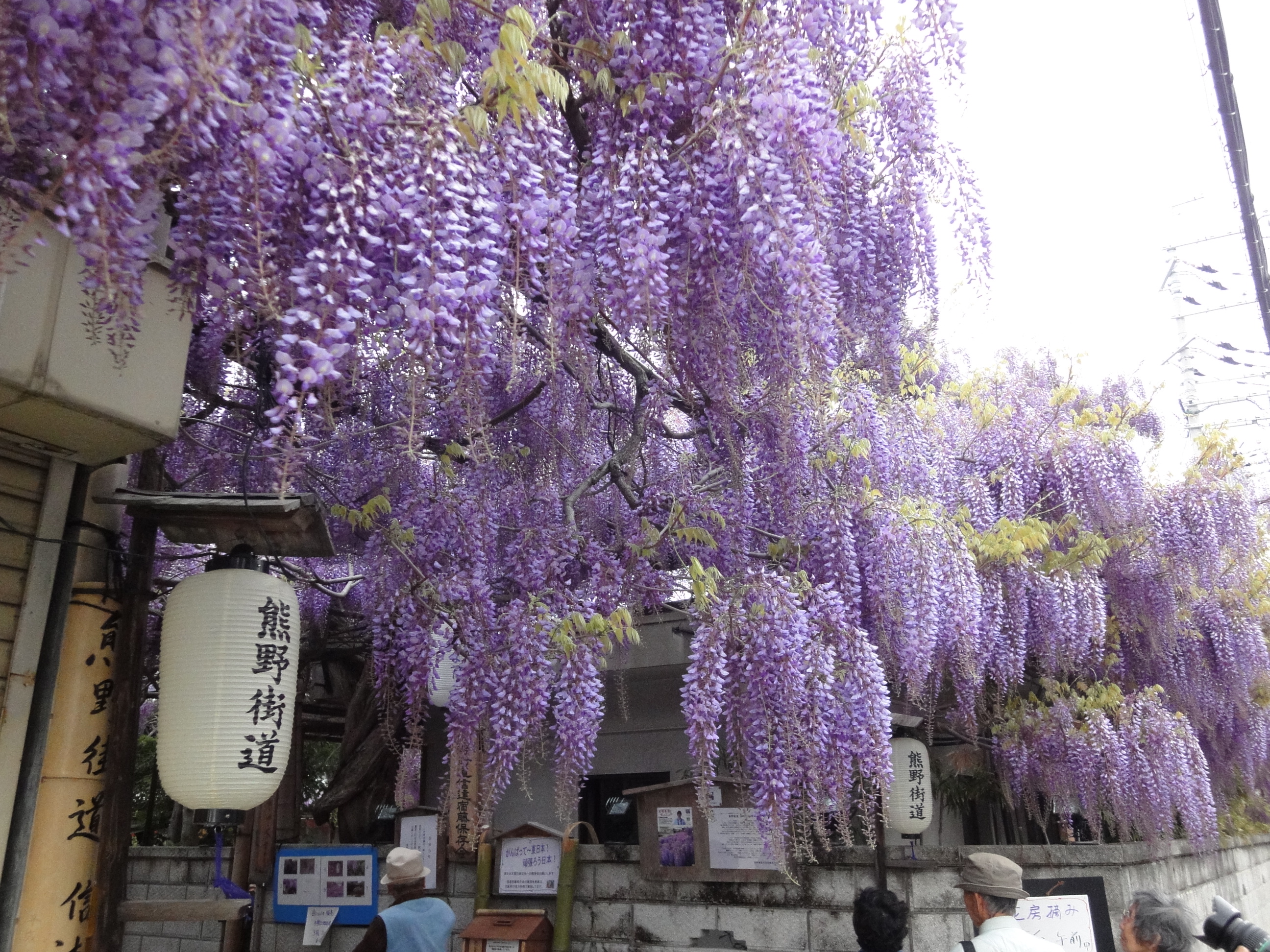 11 泉南市信達牧野の野田藤 田尻歴史館 関西空港 泉佐野 大阪 の旅行記 ブログ By さよりさん フォートラベル 11 泉南市信達牧野の野田藤 田尻歴史館 関西空港 泉佐野 大阪 の旅行記 ブログ By さよりさん フォートラベル