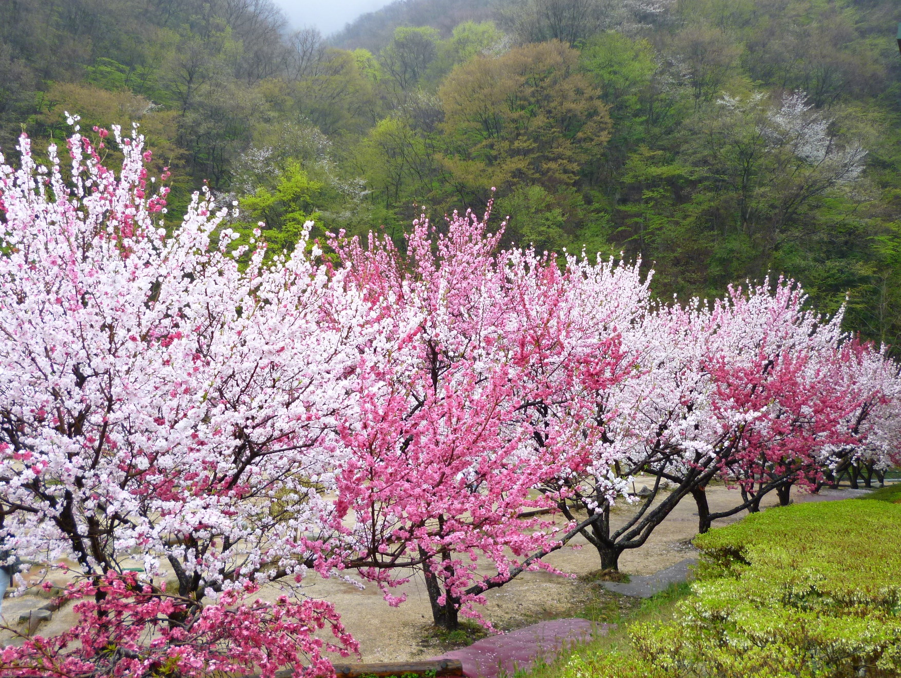 はなもも街道と富士見台高原水芭蕉 11 飯田 長野県 の旅行記 ブログ By Dekameganeさん フォートラベル