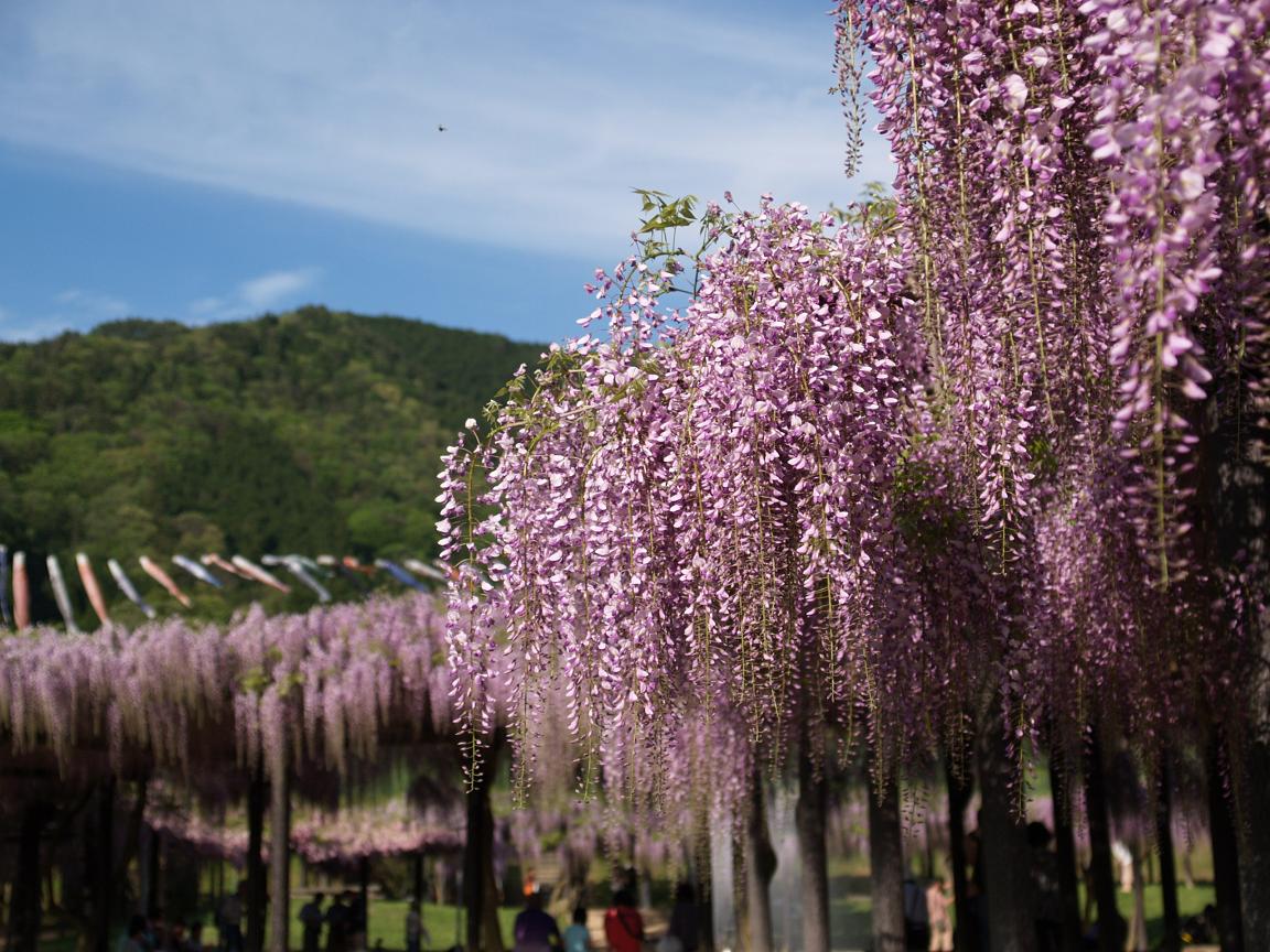 白井大町藤公園 兵庫県朝来市和田山町 和田山 兵庫県 の旅行記 ブログ By Gotochanさん フォートラベル