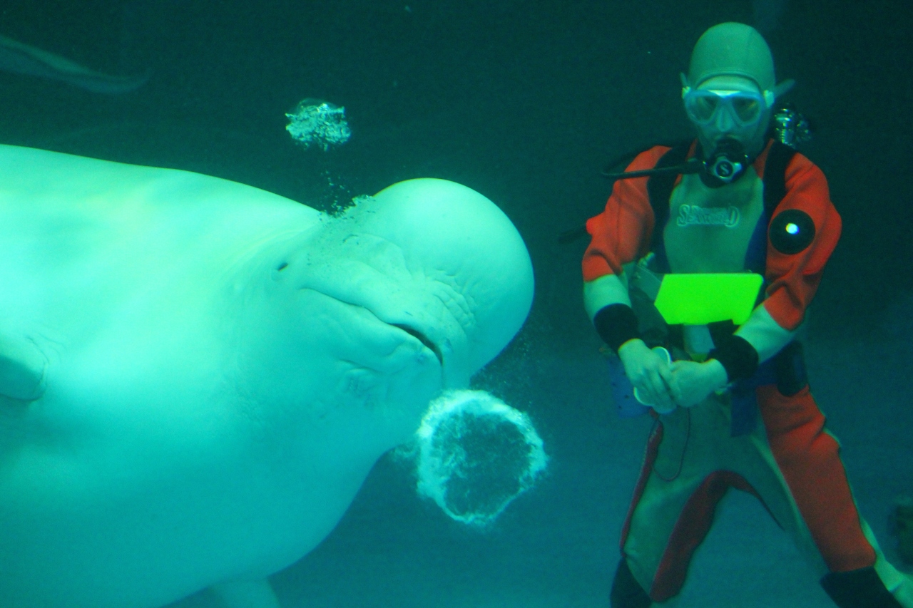 養老渓谷 勝浦 安房鴨川ぐるり旅 6 海のカナリヤ シロイルカのバブルリング 鴨川シーワールド 鴨川 千葉県 の旅行記 ブログ By でかドラさん フォートラベル