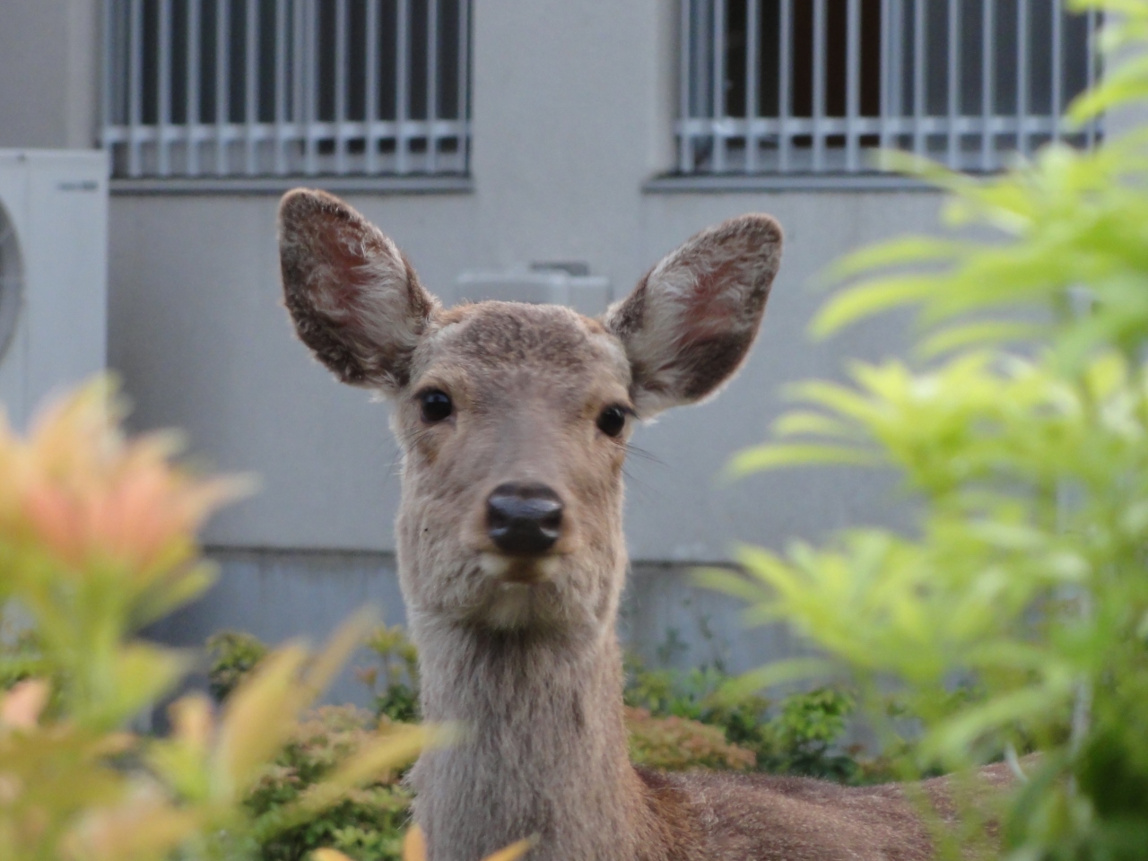 みかさ荘旅館 ｋｋｒ奈良みかさ苑 奈良市 ５月 ２０１１年 奈良市 奈良県 の旅行記 ブログ By Hamaさん フォートラベル