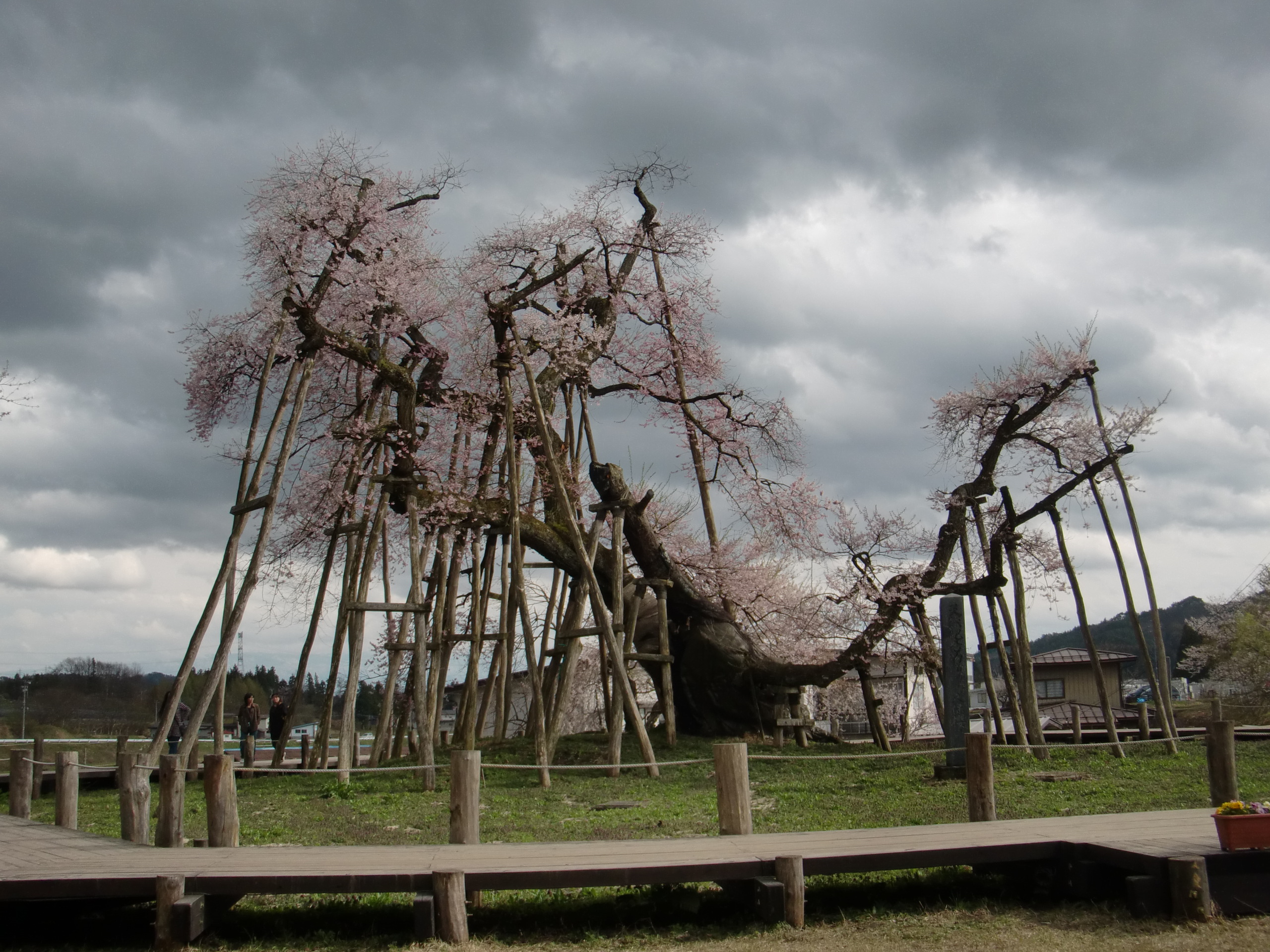 東北の桜 山形県 鶴岡公園 烏帽子山公園 山形県の旅行記 ブログ By Fernandoさん フォートラベル 東北の桜 山形県 鶴岡公園 烏帽子山公園 山形県の旅行記 ブログ By Fernandoさん フォートラベル