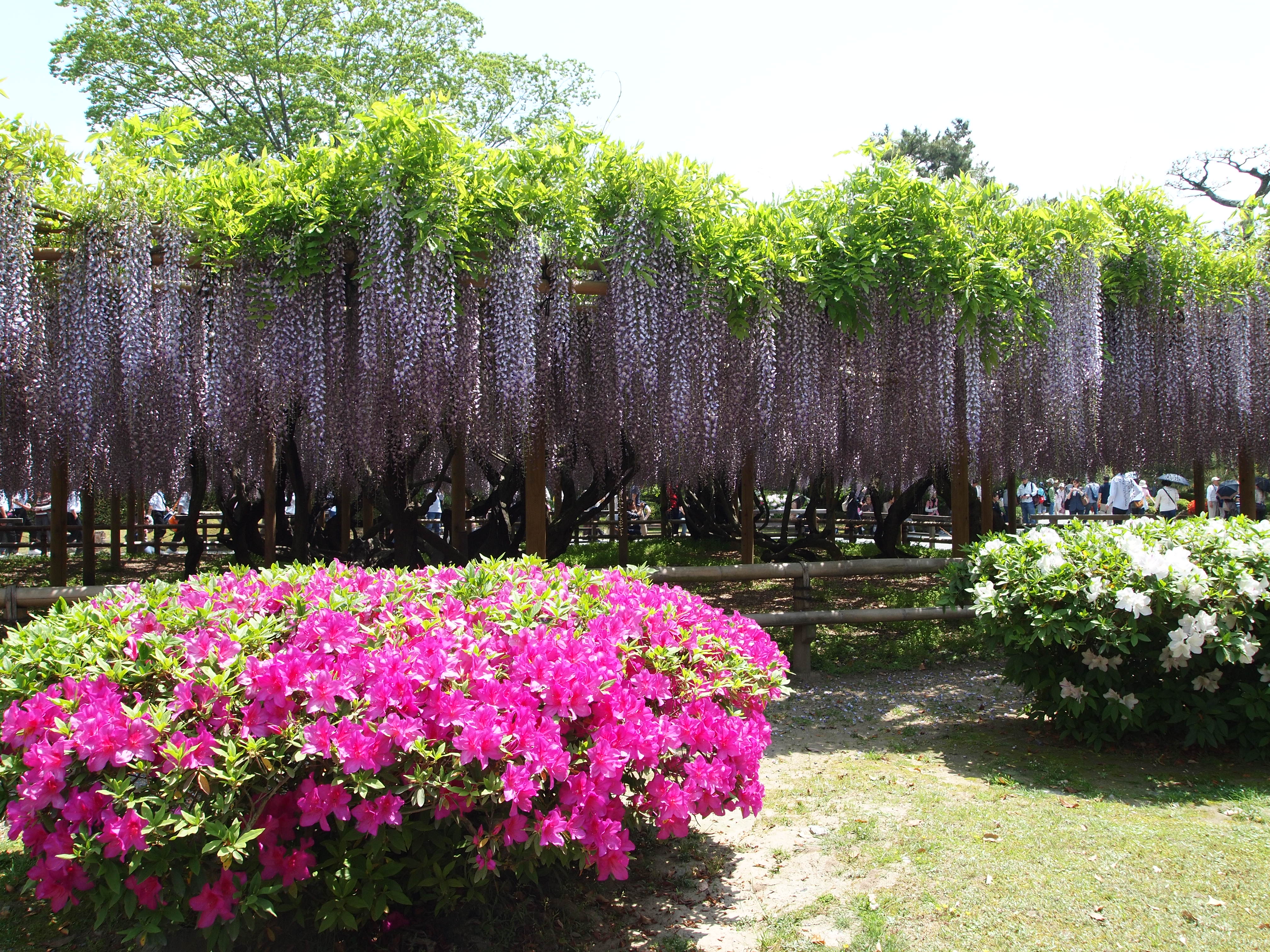 満開の藤の花 平等院へ 宇治 京都 の旅行記 ブログ By のーとくんさん フォートラベル