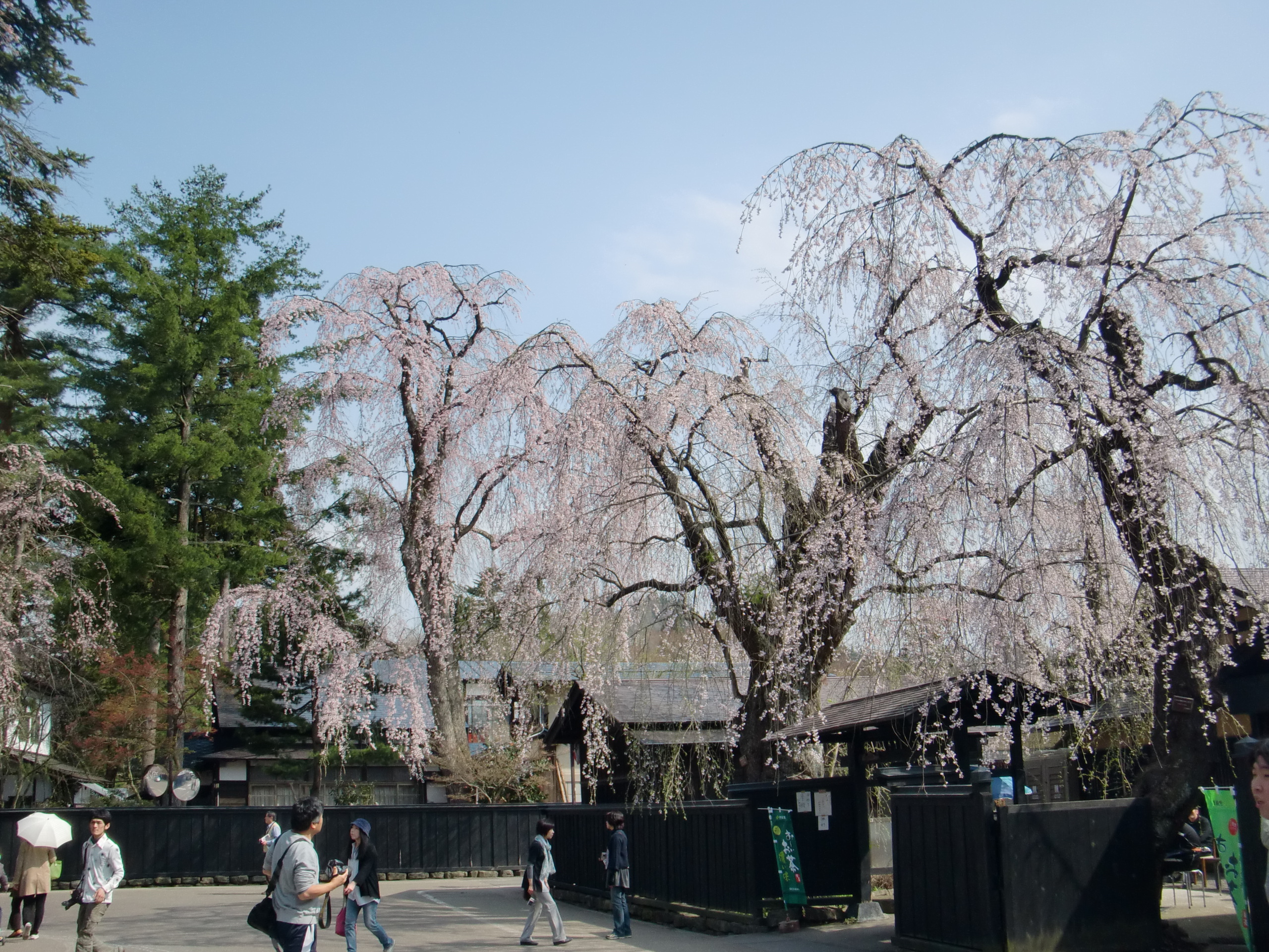 東北の桜 秋田県 真人公園 角館のシダレザクラ 秋田県の旅行記 ブログ By Fernandoさん フォートラベル 東北の桜 秋田県 真人公園 角館のシダレザクラ 秋田県の旅行記 ブログ By Fernandoさん フォートラベル