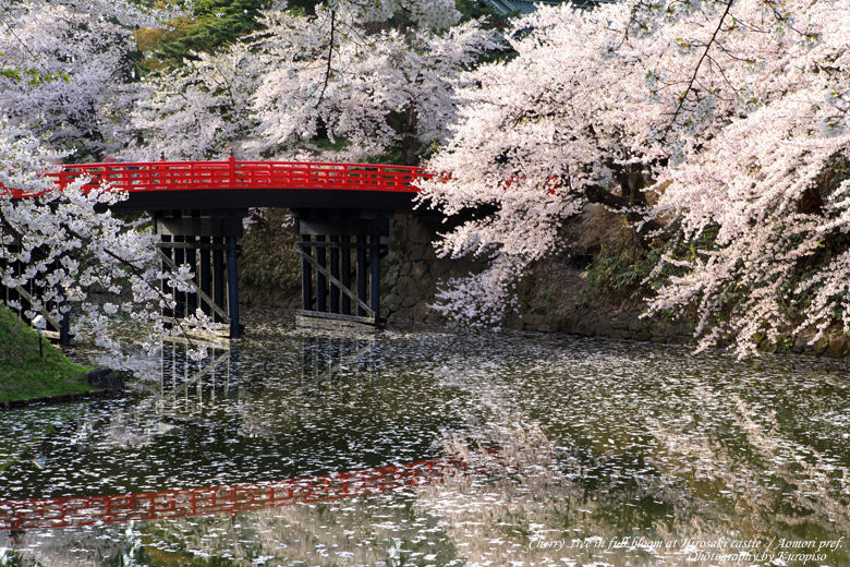 弘前さくらまつり 花筏 ライトアップ 青森県弘前市 弘前城 弘前公園 日本三大桜の名所 日本さくら名所百選 みちのく三大桜名所 がんばろう 東北 弘前 青森県 の旅行記 ブログ By Kuropisoさん フォートラベル 弘前さくらまつり 花筏 ライトアップ 青森県弘前市 弘前城 弘前公園 日本三大桜の名所 日本さくら名所百選 みちのく三大桜名所 がんばろう 東北 弘前 青森県 の旅行記 ブログ By Kuropisoさん フォートラベル