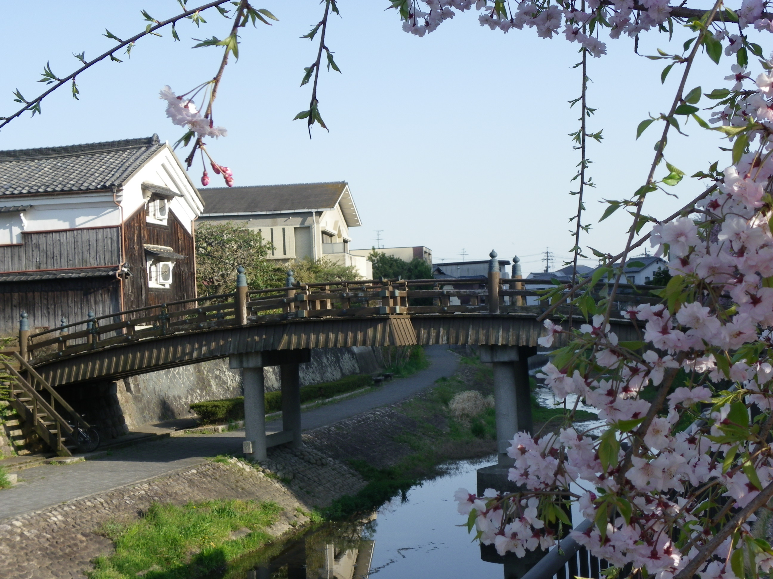 11年桜だより 石清水八幡宮周辺で花見 京都府八幡市 八幡 城陽 京都 の旅行記 ブログ By Joecoolさん フォートラベル