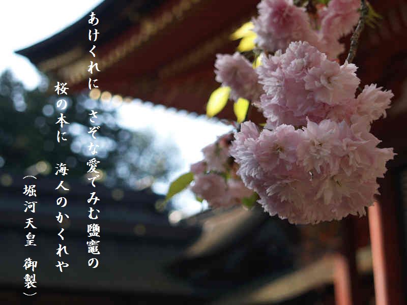 鹽竈神社の鹽竈桜 しおがまじんじゃのしおがまざくら 塩竈市 宮城県 多賀城 塩釜 利府 宮城県 の旅行記 ブログ By Sintabiさん フォートラベル