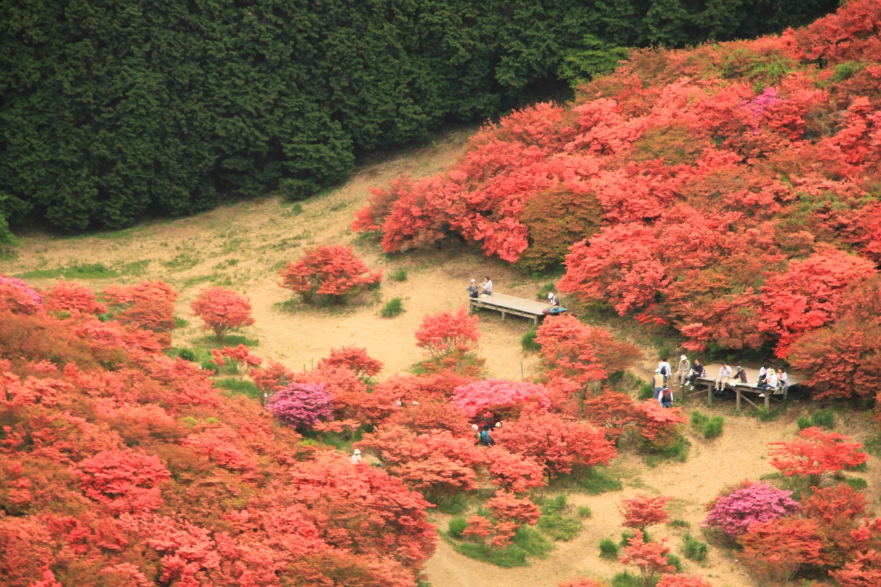 大和葛城山のツツジ 奈良県の旅行記 ブログ By sakuraさん フォートラベル 大和葛城山のツツジ 奈良県の旅行記 ブログ By sakuraさん フォートラベル
