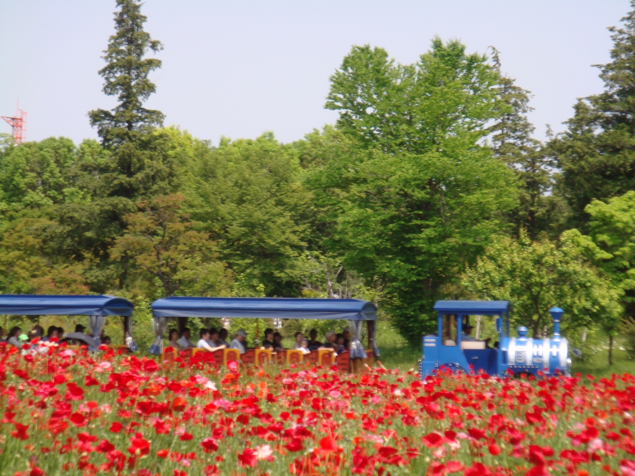 シャーレーポピーの丘をみたくて昭和記念公園へ 立川 東京 の旅行記 ブログ By 夏への扉さん フォートラベル シャーレーポピーの丘をみたくて昭和記念公園へ 立川 東京 の旅行記 ブログ By 夏への扉さん フォートラベル