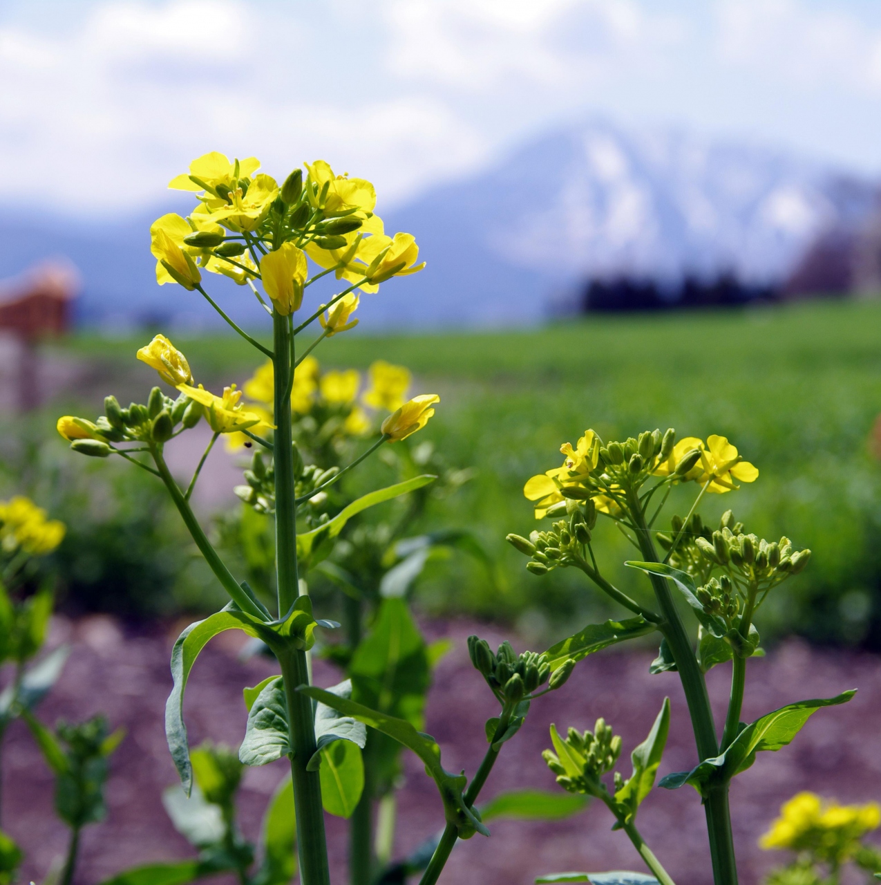 菜の花 早かったかぁ 長野県飯山市の 菜の花公園 へ行く 飯山 栄村 長野県 の旅行記 ブログ By Juntinoさん フォートラベル