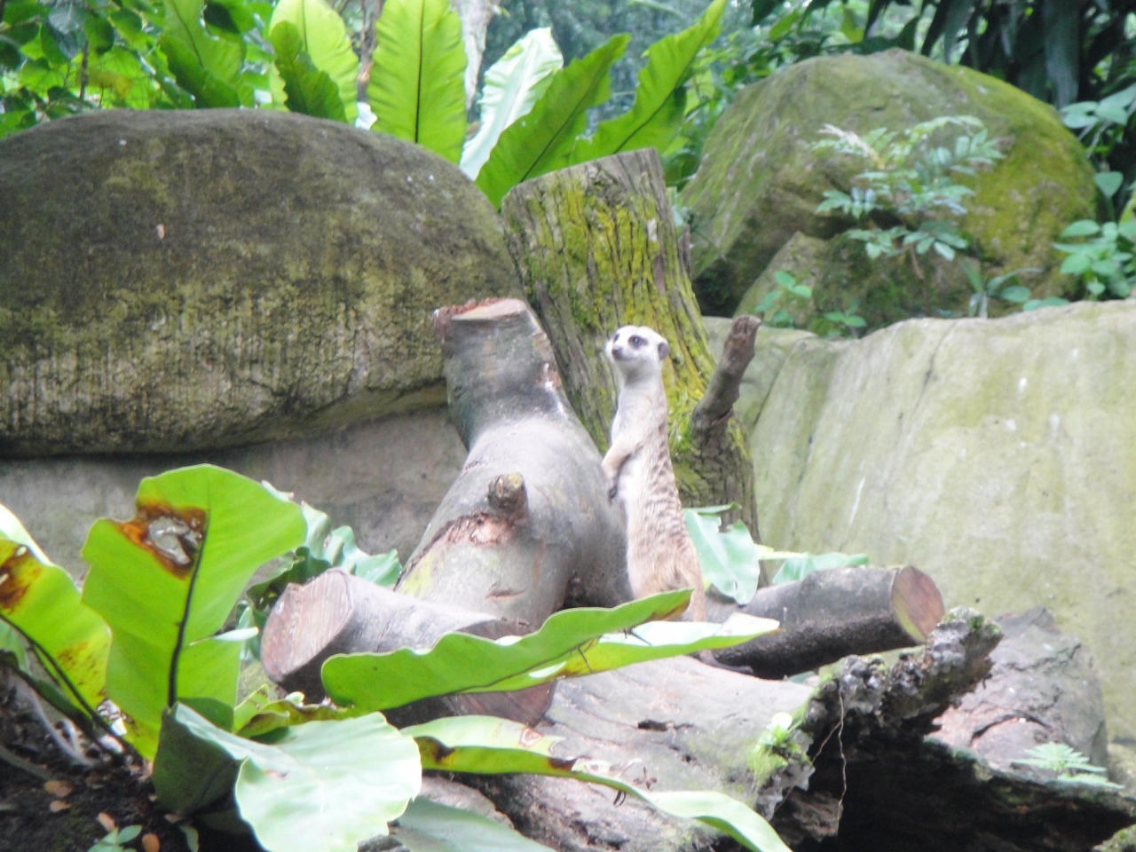 やっぱり会いに行くでしょ 動物達に シンガポール シンガポール の旅行記 ブログ By Leeさん フォートラベル