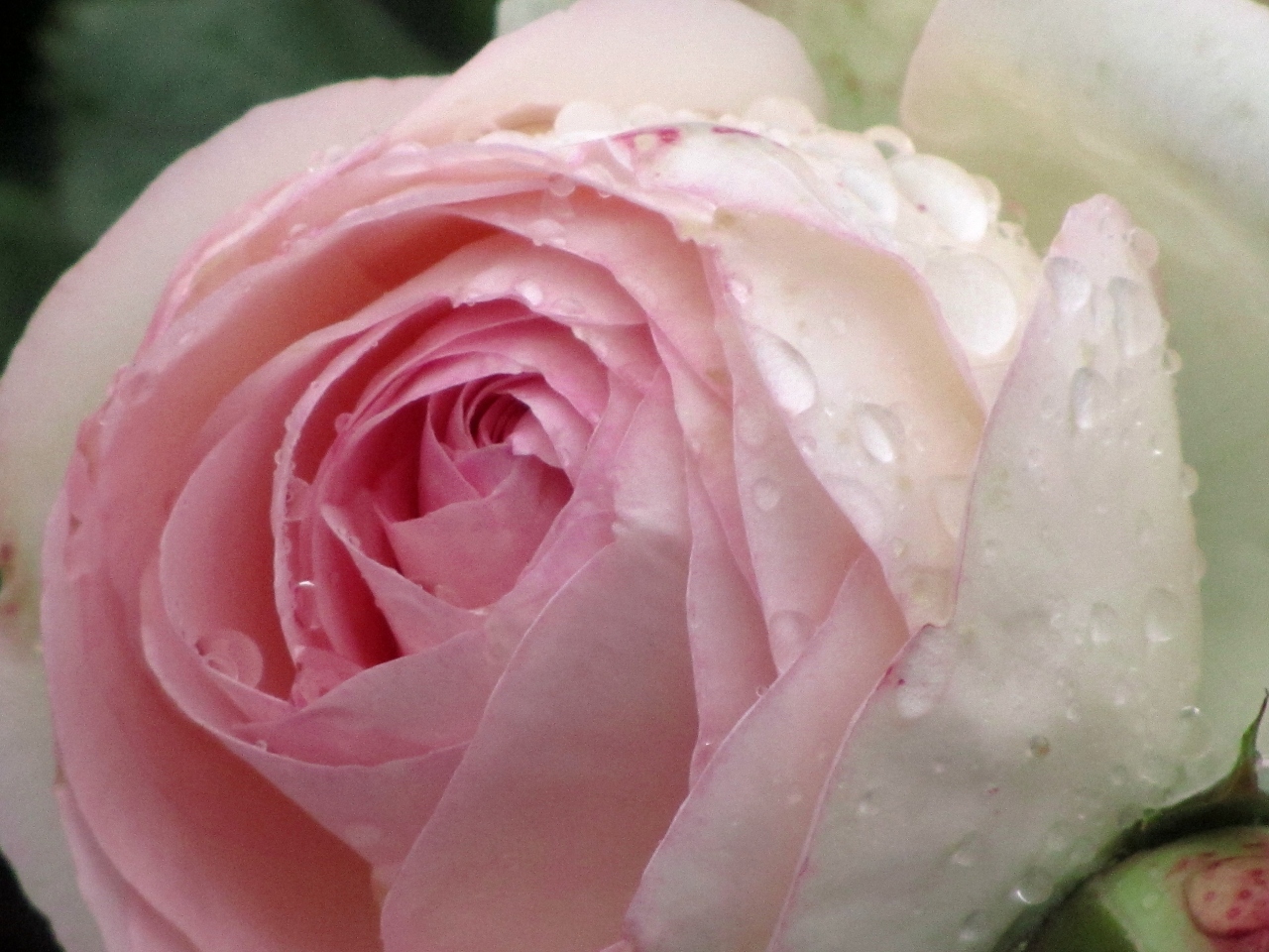 ぬれそぼつ 雨しずくをたたえた智光山公園の薔薇たち 前編 向かう途中で出会った 粉雪が積もったようなエゴノキの森と 狭山 入間 埼玉県 の旅行記 ブログ By まみさん フォートラベル ぬれそぼつ 雨しずくをたたえた智光山公園の薔薇たち 前編 向かう途中で出会った 粉雪が積もったようなエゴノキの森と 狭山 入間 埼玉県 の旅行記 ブログ By まみさん フォートラベル