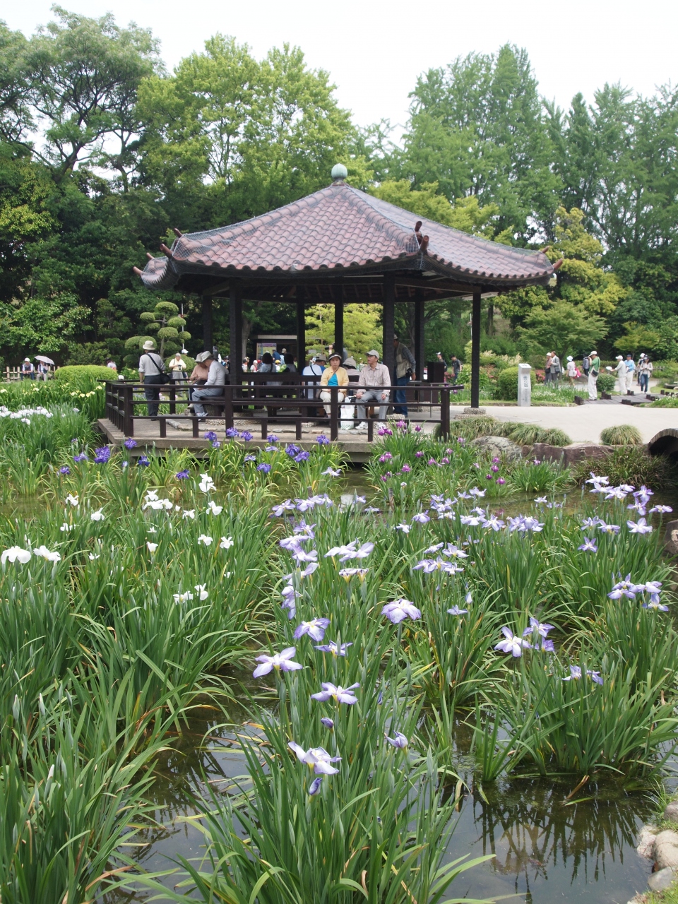 城北 しろきた 菖蒲園へ 大阪城 京橋 大阪 の旅行記 ブログ By のーとくんさん フォートラベル