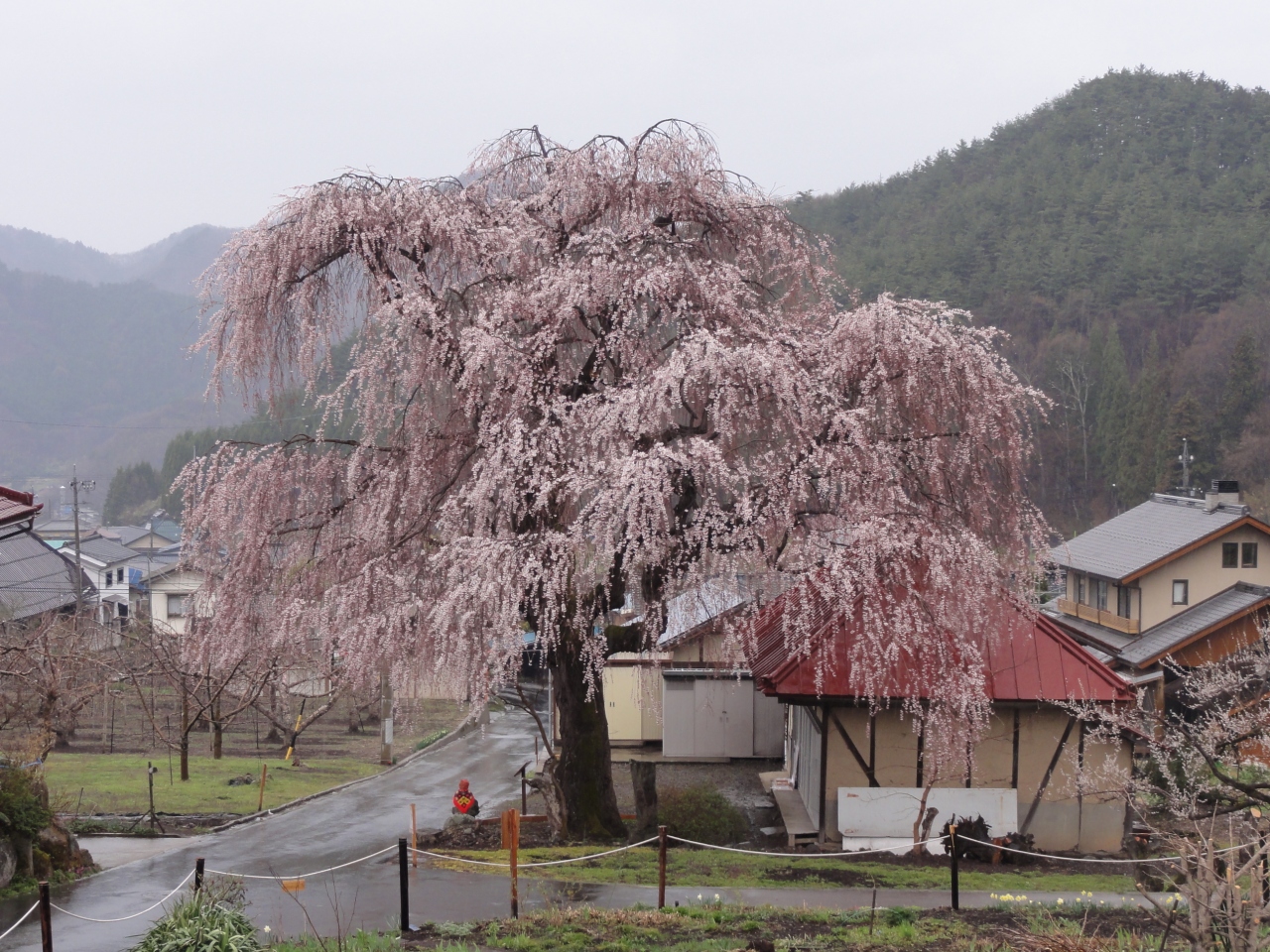 11 04 26 27 桜めぐり その２ 信州高山村 長野県の旅行記 ブログ By Taekomikeさん フォートラベル
