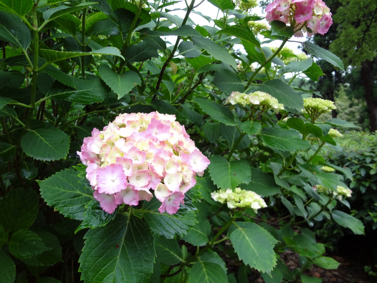 あと一息っ 吉備津神社 あじさい園 高松城址 花菖蒲 岡山市 岡山県 の旅行記 ブログ By 五月雨apricotさん フォートラベル
