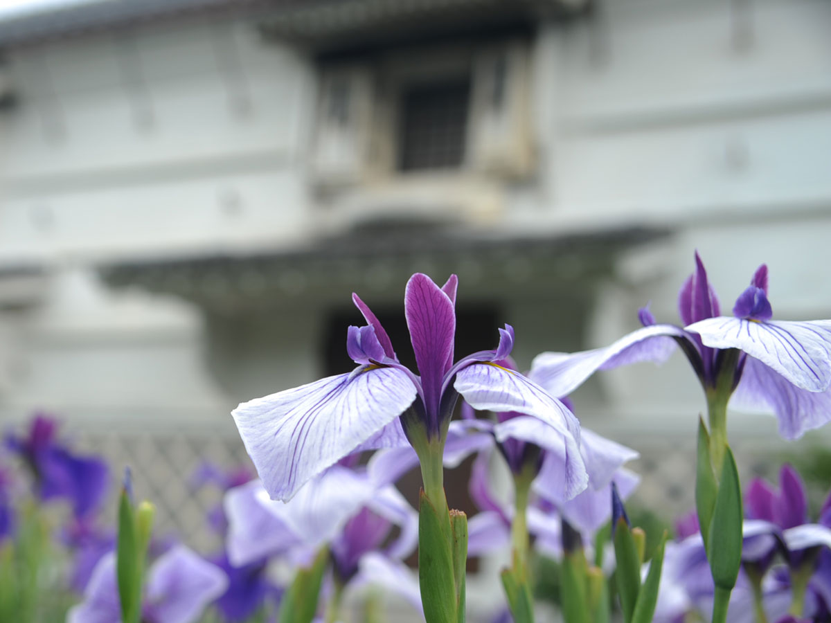 菖蒲が綺麗でした 加茂花菖蒲園 掛川 静岡県 の旅行記 ブログ By てんとう虫さん フォートラベル