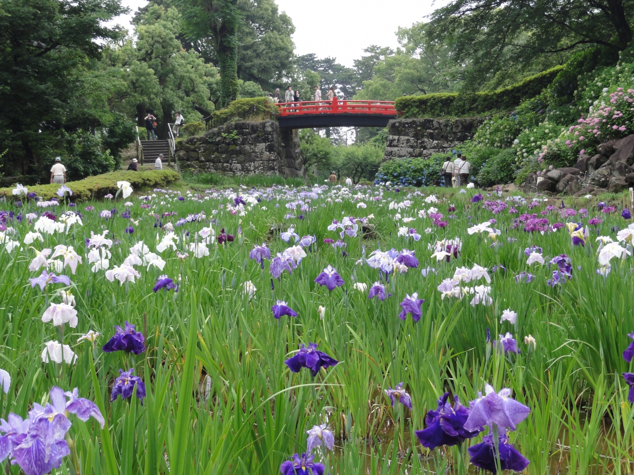 11年 小田原城 あじさい花菖蒲まつり 小田原 神奈川県 の旅行記 ブログ By Umechan2さん フォートラベル
