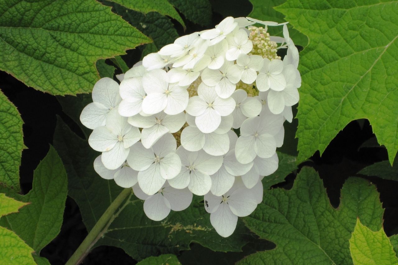 11梅雨 性海寺の紫陽花 3 花火 ブルースカイ 初霜 プレジサオ 伊豆の華 柏葉紫陽花 稲沢 清須 愛知県 の旅行記 ブログ By 旅人のくまさんさん フォートラベル
