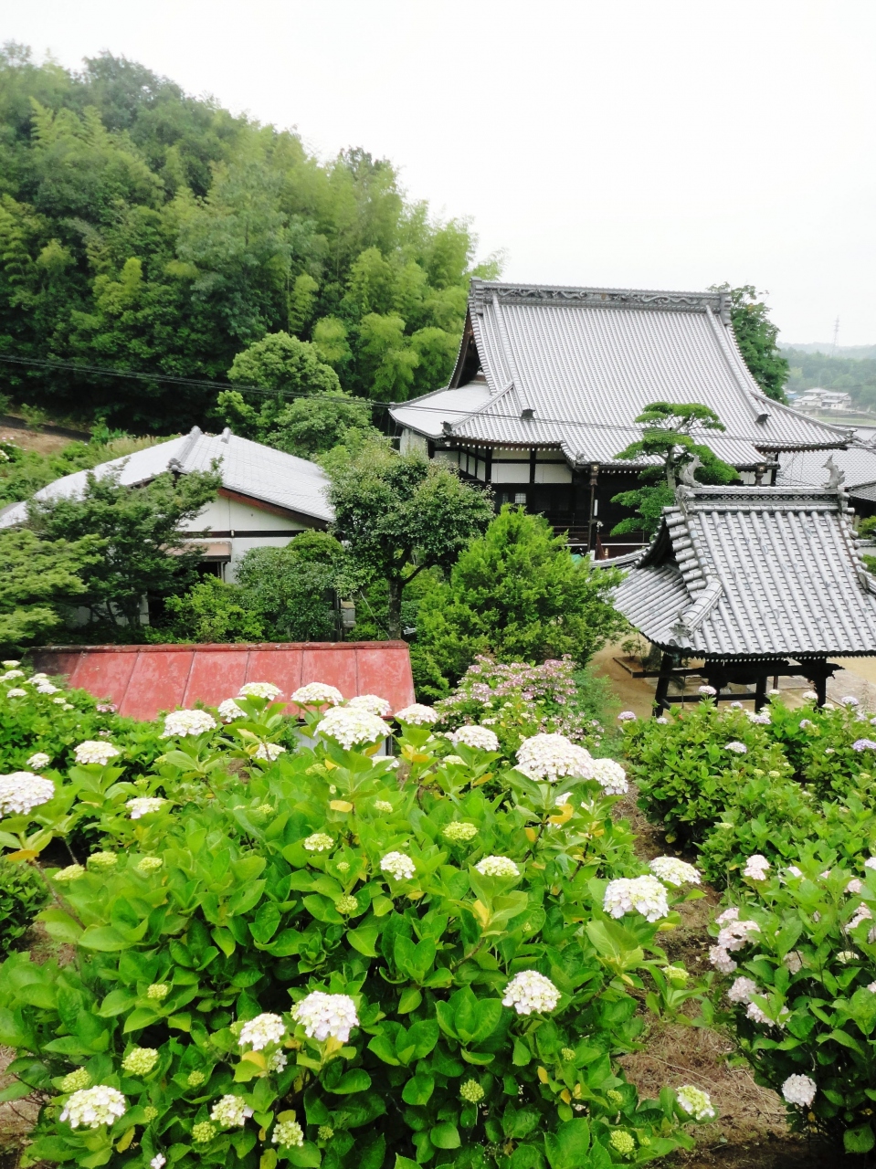 さぬきの風景 アジサイを見に 花の寺 勝名寺 しょうみょうじ へ 香川県の旅行記 ブログ By かずちゃんママさん フォートラベル