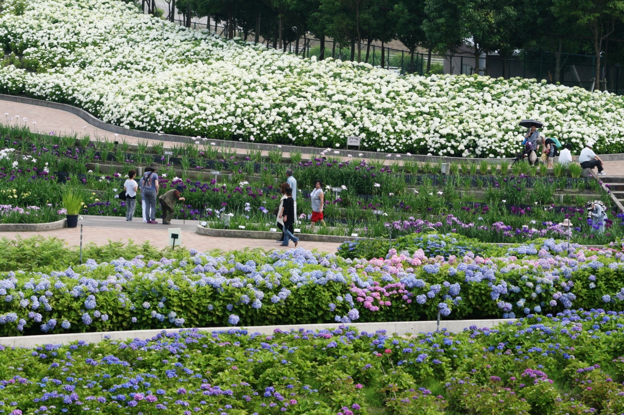 11梅雨 なばなの里の紫陽花 1 紫陽花鉢展示のトンネル 桑名 長島 三重県 の旅行記 ブログ By 旅人のくまさんさん フォートラベル 11梅雨 なばなの里の紫陽花 1 紫陽花鉢展示のトンネル 桑名 長島 三重県 の旅行記 ブログ By 旅人のくまさんさん フォートラベル