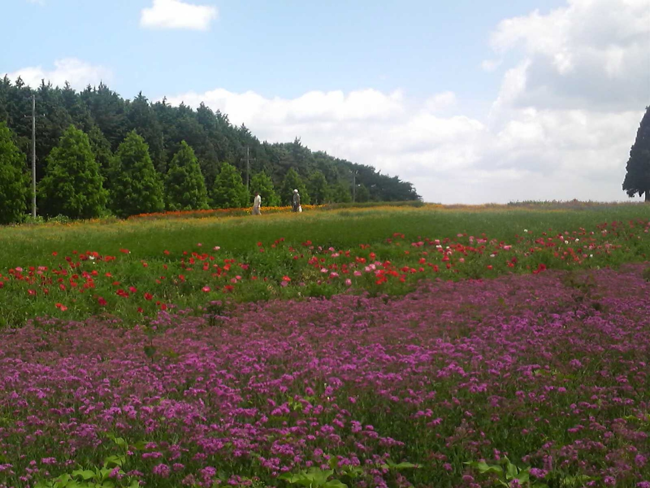 ここは 富良野か 青山高原の丘陵にゆったりと広がるハーブ園 白山 榊原温泉 三重県 の旅行記 ブログ By 好きに生きるさん フォートラベル ここは 富良野か 青山高原の丘陵にゆったりと広がるハーブ園 白山 榊原温泉 三重県 の旅行記 ブログ By 好きに生きるさん フォートラベル