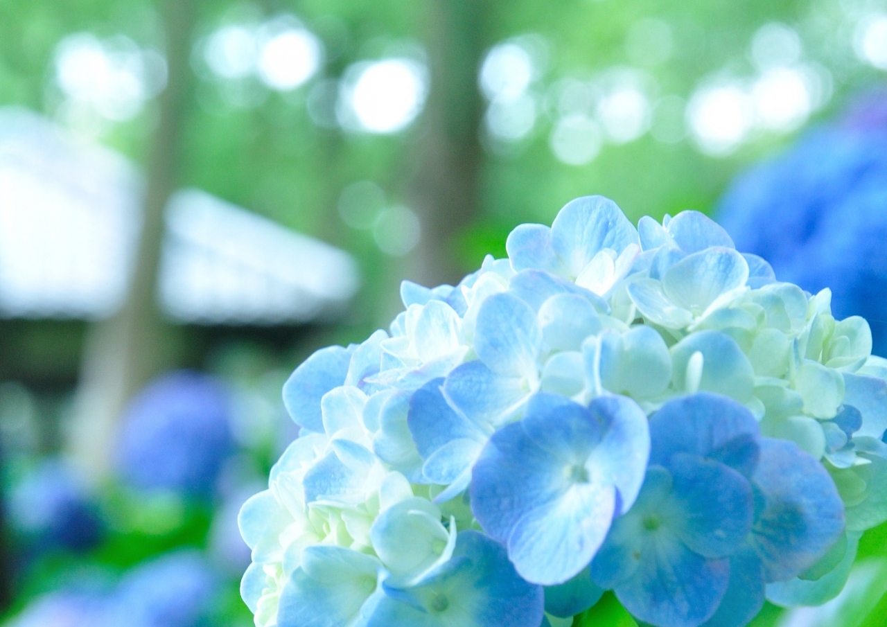 紫陽花を愛でに 藤森神社のほほん記 伏見 京都 の旅行記 ブログ By Shimahukurouさん フォートラベル