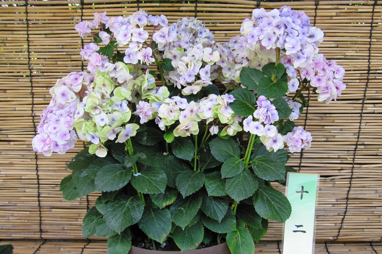 11梅雨 なばなの里の紫陽花 9 ハワイアン ブルー スター バースト カシワバ ハーモニー Lk49 桑名 長島 三重県 の旅行記 ブログ By 旅人のくまさんさん フォートラベル