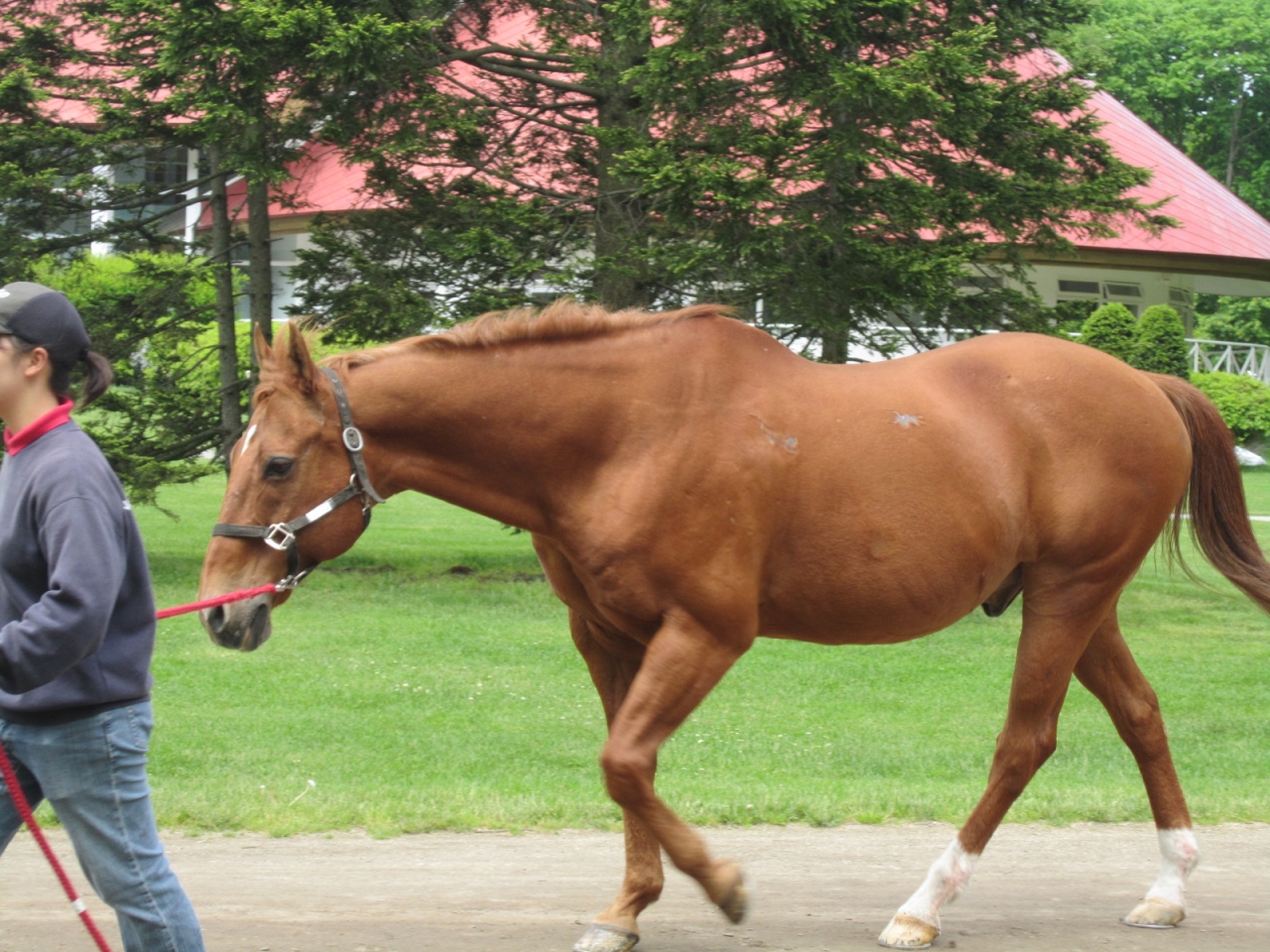 馬と大地と癒しのガーデン 初夏のノーザンホースパーク お馬さん達 編 苫小牧 北海道 の旅行記 ブログ By きーちゃんさん フォートラベル