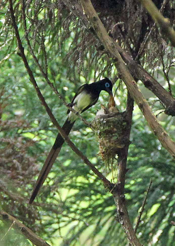 今月の野鳥 2011年7月 高尾 八王子 東京 の旅行記 ブログ By 展望車さん フォートラベル 今月の野鳥 2011年7月 高尾 八王子 東京 の旅行記 ブログ By 展望車さん フォートラベル