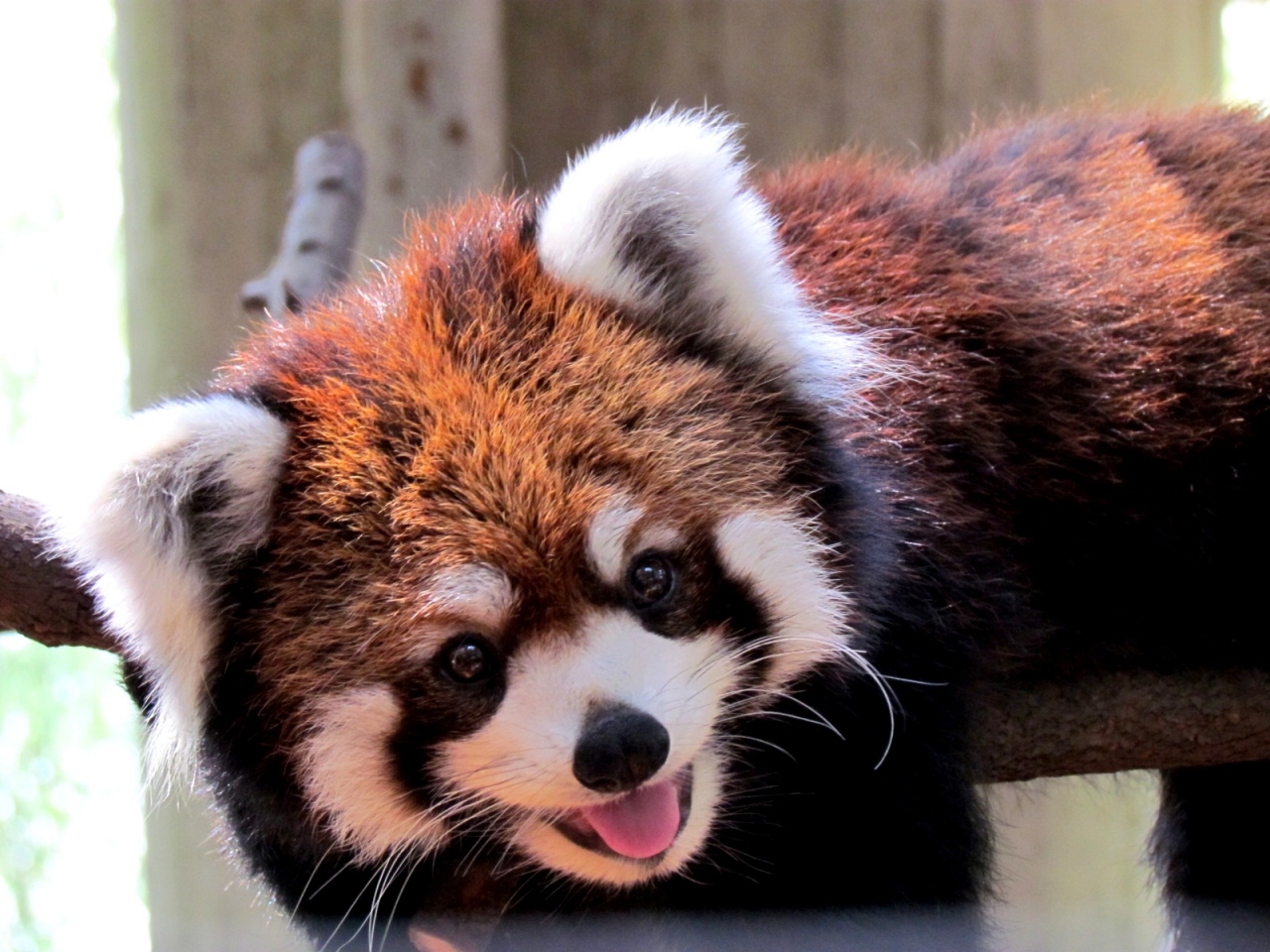 真夏のレッサー ジャイアントパンダ紀行 2 上野動物園 上野 御徒町 東京 の旅行記 ブログ By Jilllucaさん フォートラベル 真夏のレッサー ジャイアントパンダ紀行 2 上野動物園 上野 御徒町 東京 の旅行記 ブログ By Jilllucaさん フォートラベル