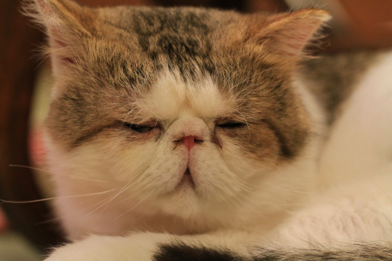 猫カフェ巡り21 ぶさかわネコたくさんいます 猫の時間 キタ 大阪駅 梅田 大阪 の旅行記 ブログ By みにくまさん フォートラベル