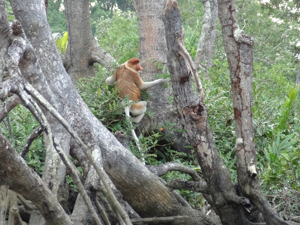 \u300e\u304a\u91d1\u6301\u3061\u306e\u56fd\u30d6\u30eb\u30cd\u30a4\u3078No.4\uff08\u30c6\u30f3\u30b0\u30b6\u30eb\u3092\u898b\u306b\u30de\u30f3\u30b0\u30ed\u30fc\u30d6\u306e\u68ee\u3078\u30fb\u6c34\u4e0a\u96c6\u843d\u305d\u3057\u3066\u5e02\u5185\u89b3\u5149\u7de8\uff09\u300f\u30d0\u30f3\u30c0\u30eb\u30b9\u30ea\u30d6\u30ac\u30ef\u30f3(\u30d6\u30eb\u30cd\u30a4)\u306e\u65c5\u884c\u8a18 ...