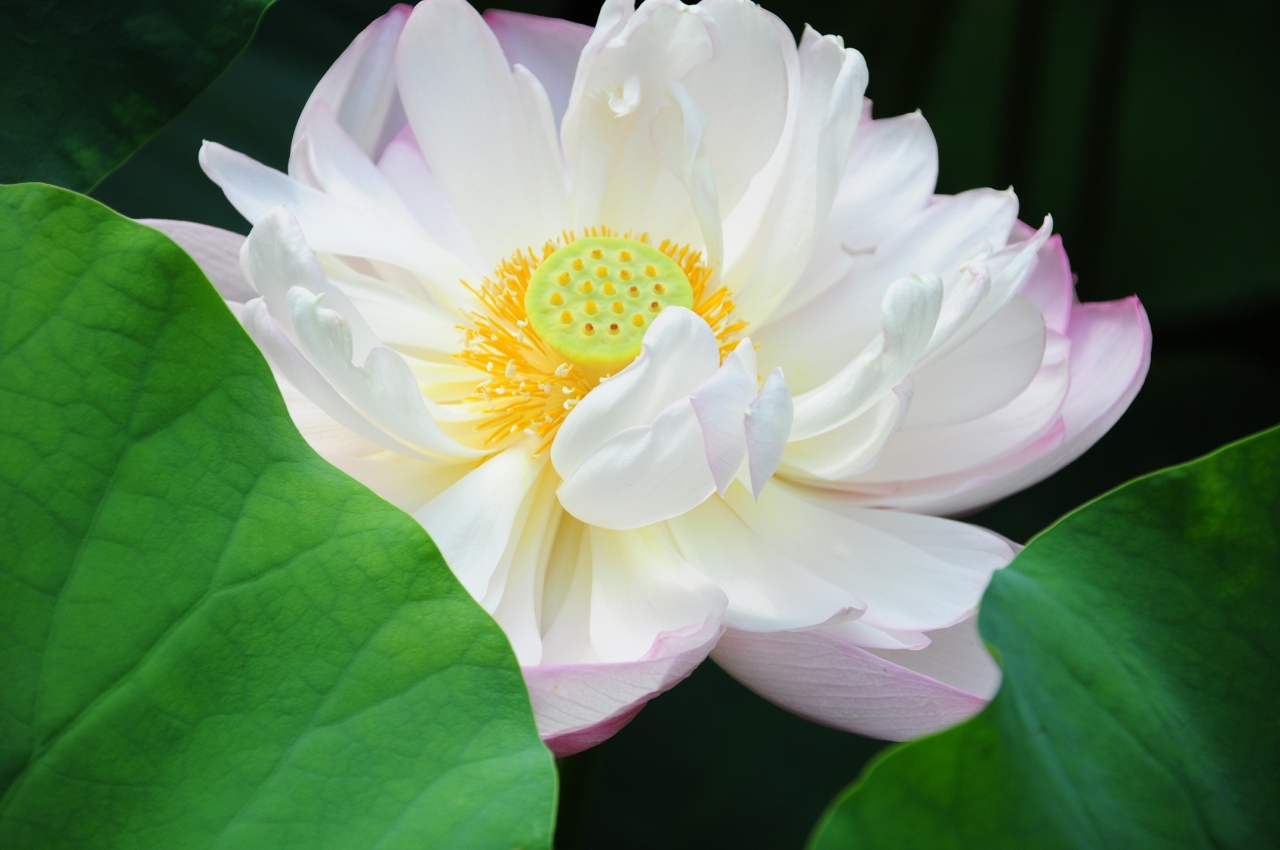 上海 蓮の花が満開 上海 中国 の旅行記 ブログ By 熱帯魚さん フォートラベル 上海 蓮の花が満開 上海 中国 の旅行記 ブログ By 熱帯魚さん フォートラベル