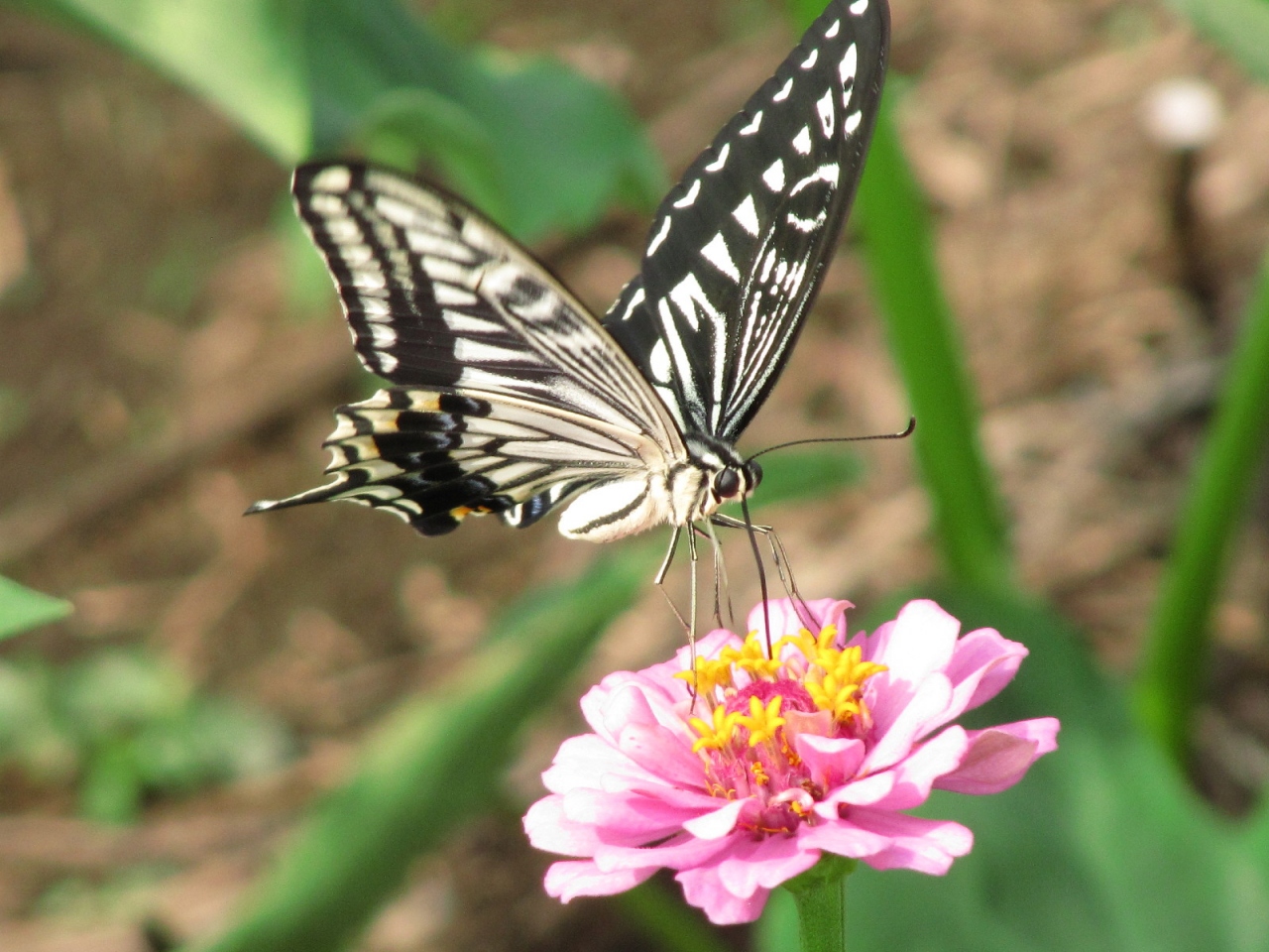 久しぶりにチョウチョが撮れた 線路脇と畑の夏の花々 川越 埼玉県 の旅行記 ブログ By まみさん フォートラベル 久しぶりにチョウチョが撮れた 線路脇と畑の夏の花々 川越 埼玉県 の旅行記 ブログ By まみさん フォートラベル