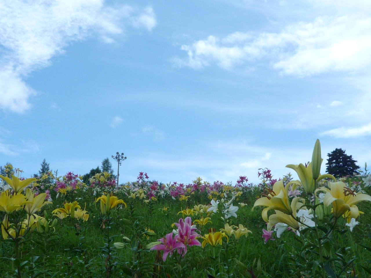 西日本最大級のゆり園へ ダイナランドゆり園 郡上八幡 岐阜県 の旅行記 ブログ By えりっこさん フォートラベル 西日本最大級のゆり園へ ダイナランドゆり園 郡上八幡 岐阜県 の旅行記 ブログ By えりっこさん フォートラベル