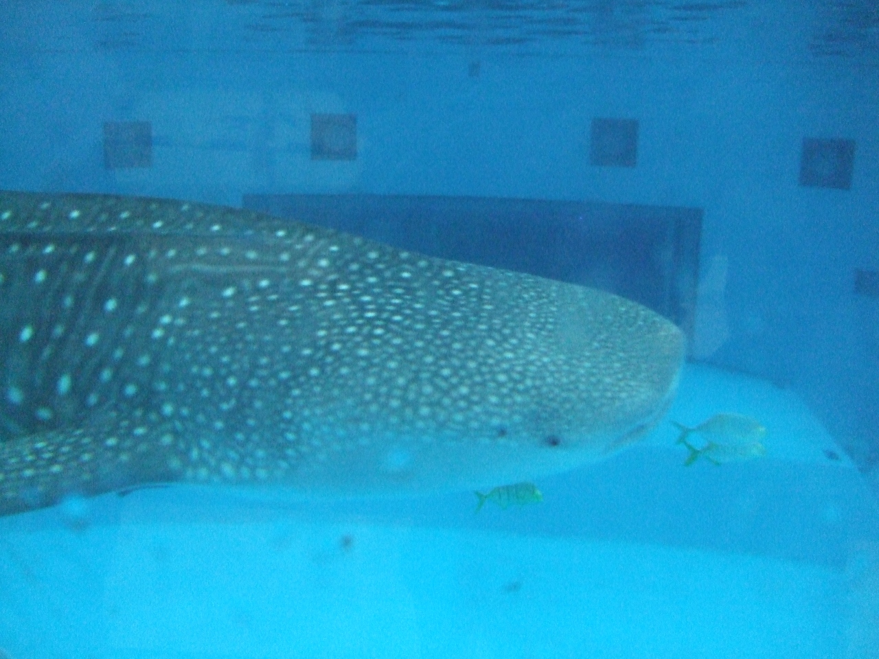 イッテｑ水族館 が見たくて In八景島シーパラ ジンベエショー前編 八景島 神奈川県 の旅行記 ブログ By げっぴーさん フォートラベル
