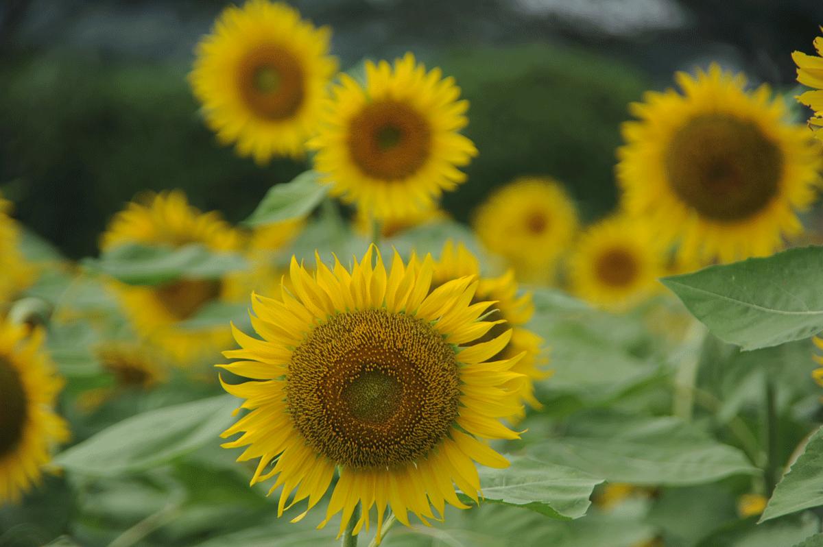 伊豆へ 向日葵２０１１in南伊豆 南伊豆 静岡県 の旅行記 ブログ By てんとう虫さん フォートラベル