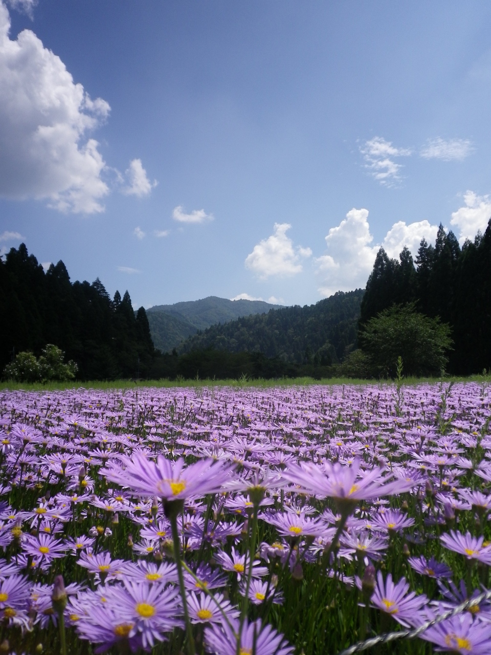 里山の休耕田に咲く北山友禅菊 八瀬 大原 貴船 鞍馬 京都 の旅行記 ブログ By はんなりさん フォートラベル