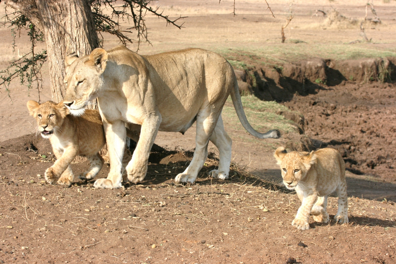 タンザニアの動物たち 1日目 セレンゲティ国立公園周辺 タンザニア の旅行記 ブログ By ゆーもさん フォートラベル