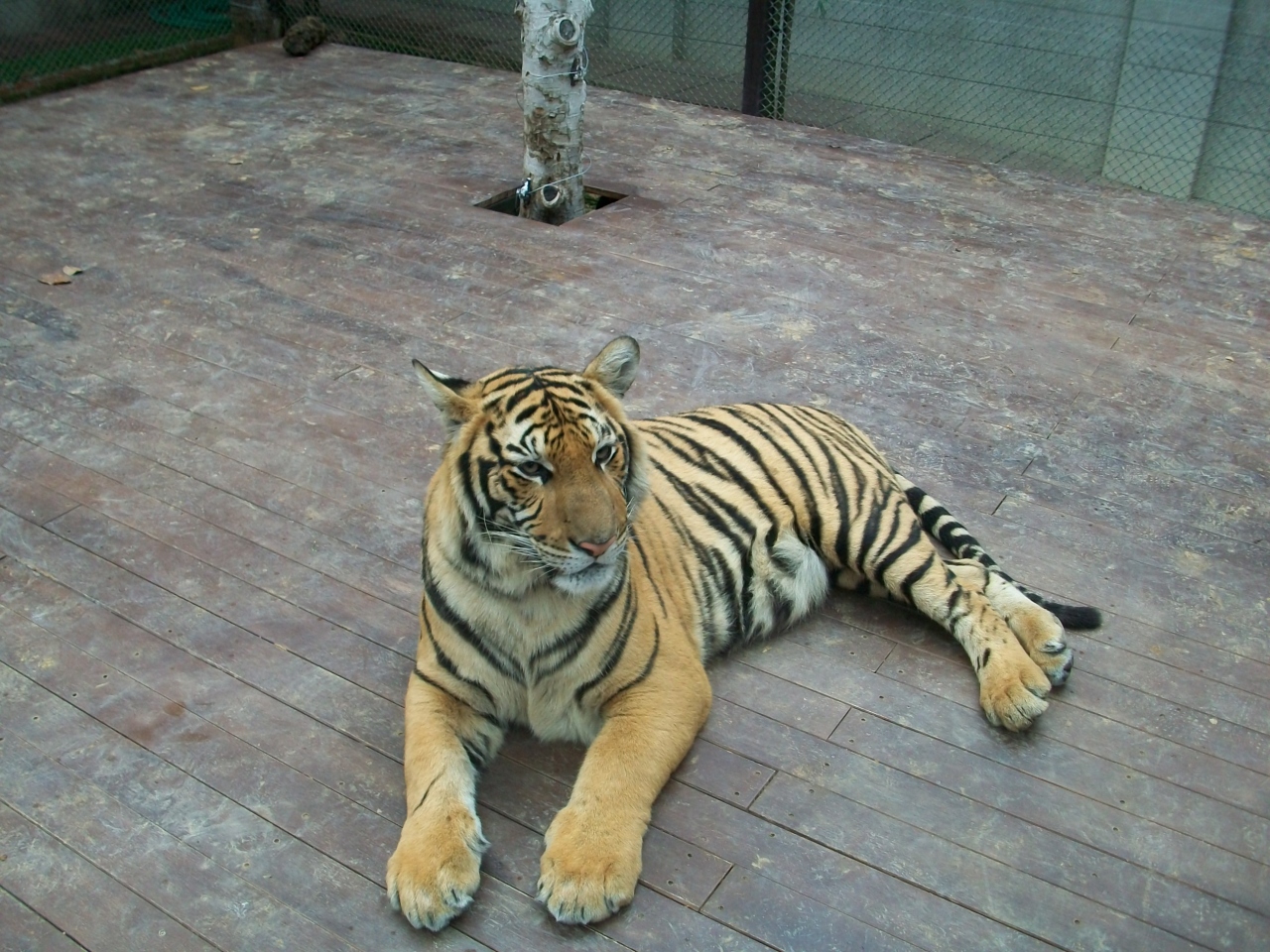 タイガーキングダム モンキーファームへのお出かけ チェンマイ タイ の旅行記 ブログ By チェンマイハッピーツアーさん フォートラベル