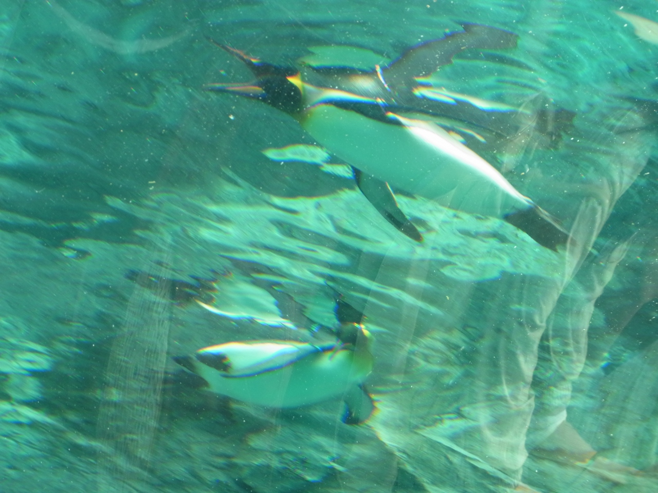 子連れで二度目の北海道旅行 その２ 旭山動物園編 旭川 北海道 の旅行記 ブログ By きーぽーさん フォートラベル