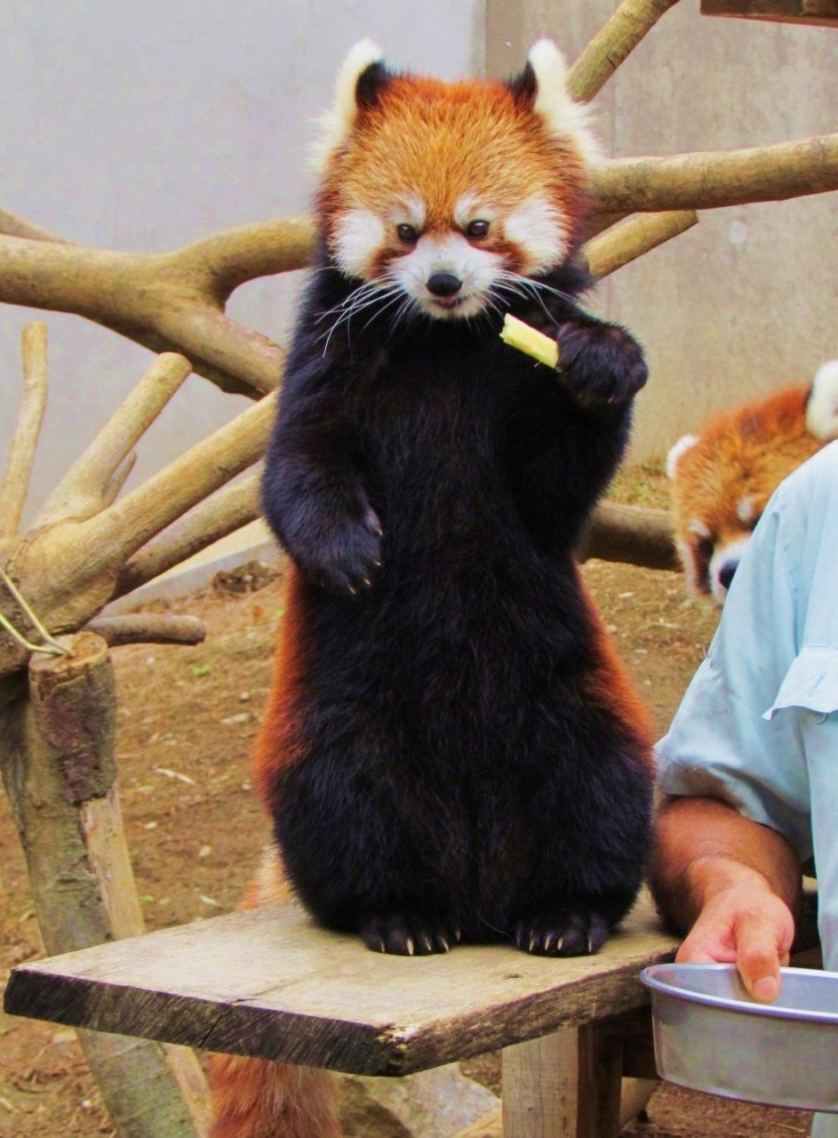 真夏のレッサーパンダ紀行 9 千葉市動物公園 風太君一家元気です 千葉市 千葉県 の旅行記 ブログ By Jilllucaさん フォートラベル