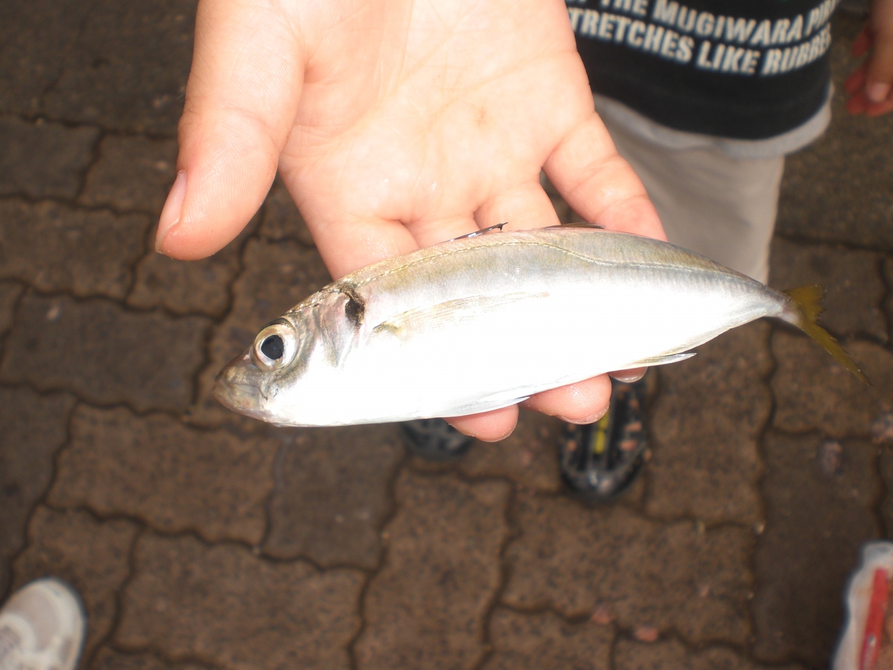 11夏休み豆アジ釣りに敦賀新港へﾊﾟｰﾄ 釣果は O 敦賀 福井県 の旅行記 ブログ By アヤノすけさん フォートラベル