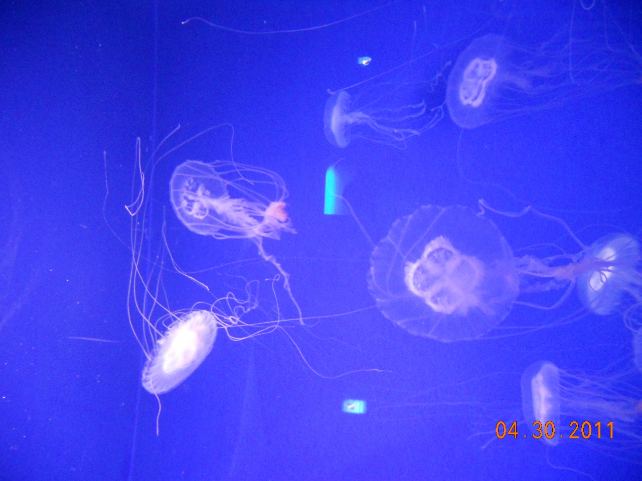 ドラマで有名になった新江ノ島水族館に クラゲを見に行きました 藤沢 江ノ島 神奈川県 の旅行記 ブログ By Juniper Breezeさん フォートラベル