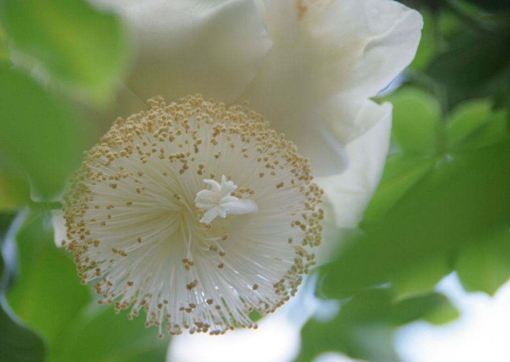 バオバブの花が咲きました 植物園へgo 今出川 北大路 北野 京都 の旅行記 ブログ By Jyugonさん フォートラベル