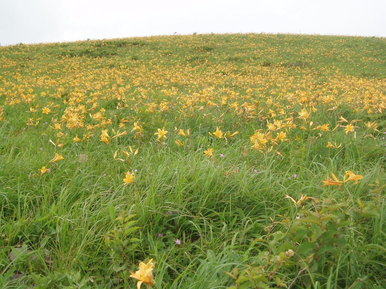 ビーナスライン２００５夏 ニッコウキスゲ 白樺湖 蓼科 車山 長野県 の旅行記 ブログ By アイガーさん フォートラベル