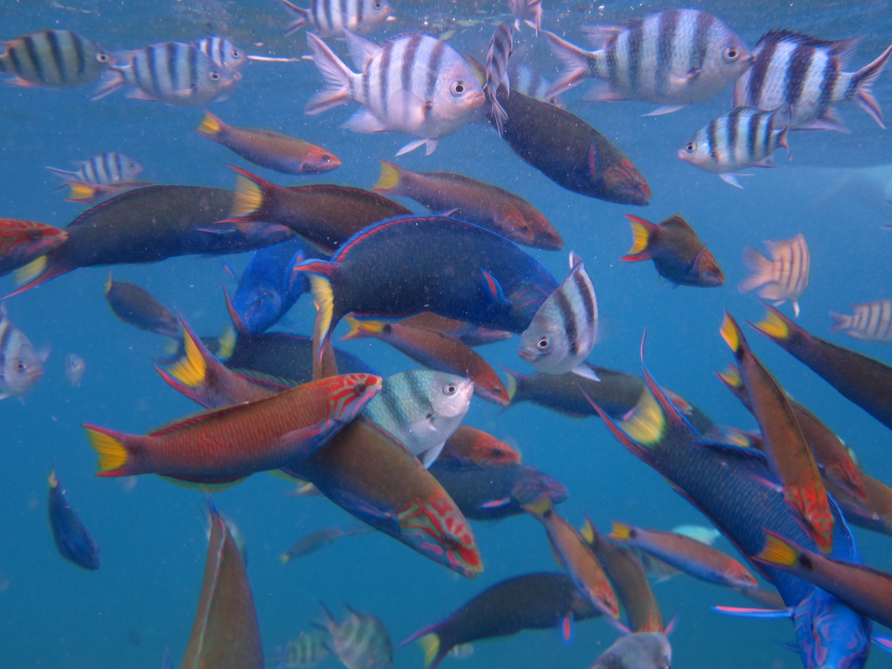 マレーシア 6 お魚うじゃうじゃ 楽園レダン島 4泊6日で海も世界遺産も満喫 レダン島 マレーシア の旅行記 ブログ By まかろん さん フォートラベル マレーシア 6 お魚うじゃうじゃ 楽園レダン島 4泊6日で海も世界遺産も満喫 レダン島 マレーシア の旅行記 ブログ By まかろん さん フォートラベル