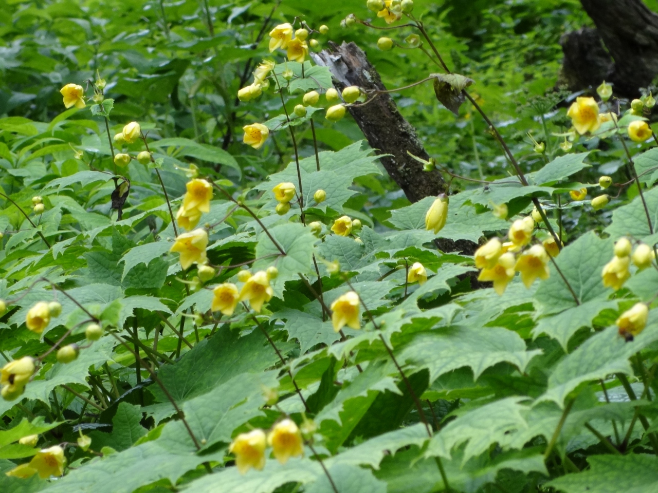 キレンゲショウマに魅せられて 剣山周辺 徳島県 の旅行記 ブログ By あいさん フォートラベル キレンゲショウマに魅せられて 剣山周辺 徳島県 の旅行記 ブログ By あいさん フォートラベル