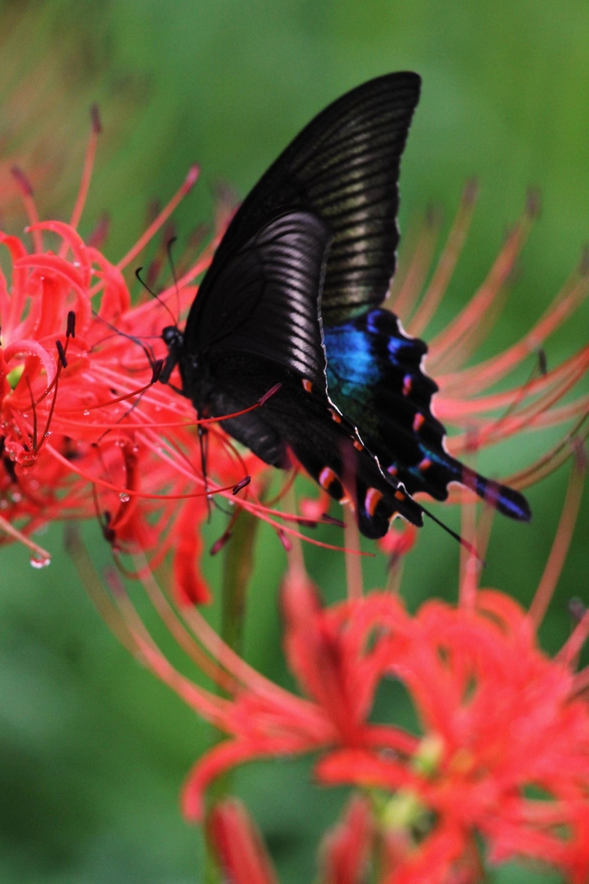 Solitary Journey 945 彼岸花畑を舞うカラスアゲハ蝶 ａｎｄ ノシメ蜻蛉 彼岸花の里 吉舎町辻地区 広島県三次市 三次 広島県 の旅行記 ブログ By Mechagodzilla 703さん フォートラベル